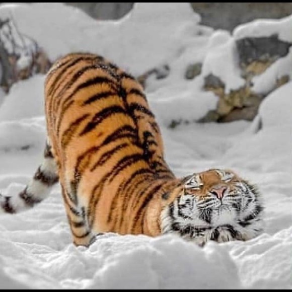 Meet your Posher, Xiaoting - Picture 1 of 1